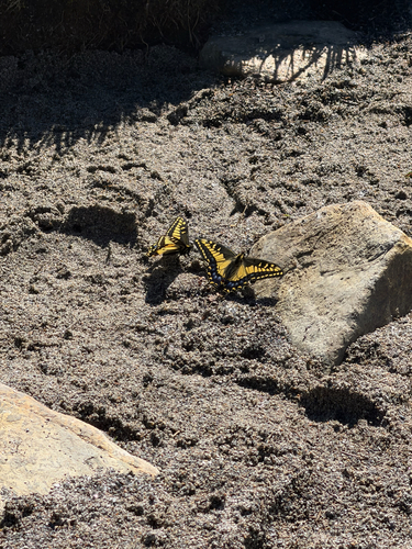 iNaturalist observation photo of Anise Swallowtail