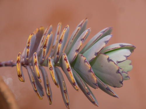 Kalanchoe waldheimii Raym.-Hamet & H.Perrier
