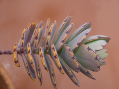 Kalanchoe waldheimii