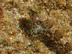 Lepidoblennius haplodactylus