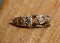 Lobesia botrana