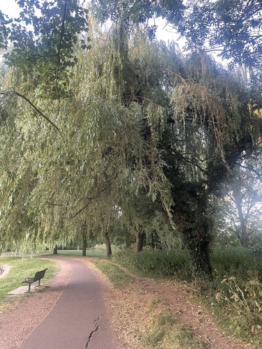 Salix × pendulina, photograph 3