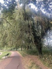 Salix × pendulina, photograph (c) Sharon Smith, some rights reserved (CC BY)