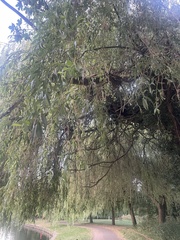 Salix × pendulina, photograph (c) Sharon Smith, some rights reserved (CC BY)