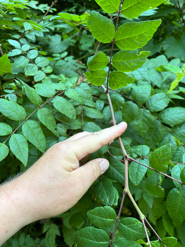 iNaturalist observation photo of northern prickly ash