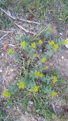Euphorbia glareosa