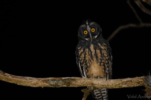 Stygian Owl