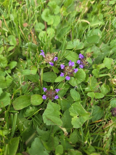 common selfheal