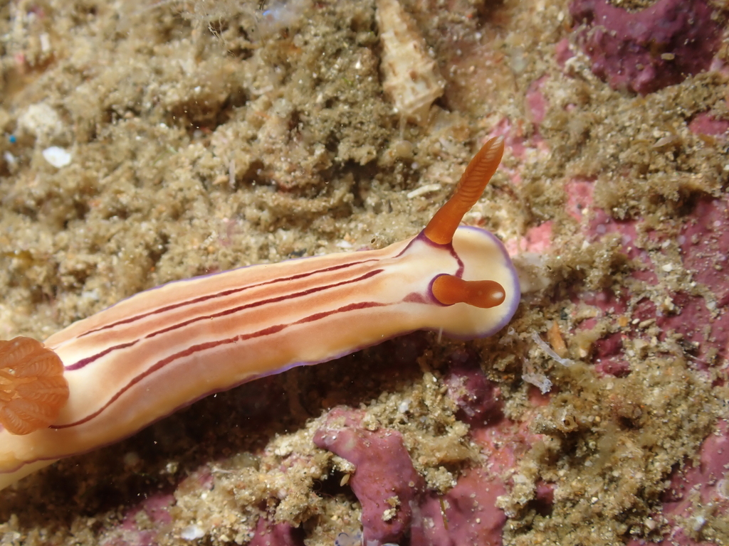 Triple-striped Split-tooth Dorid