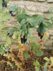 Cerinthe