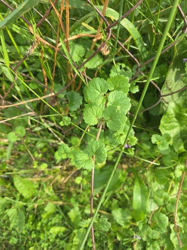 ground-ivy