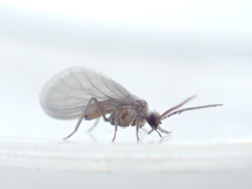 Coniopteryx tineiformis