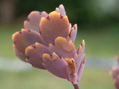 Kalanchoe waldheimii