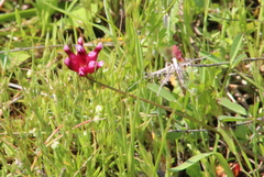 Trifolium depauperatum