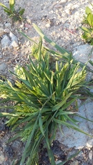 Sclerochloa dura