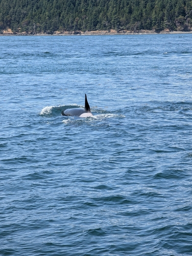 Sighting photo