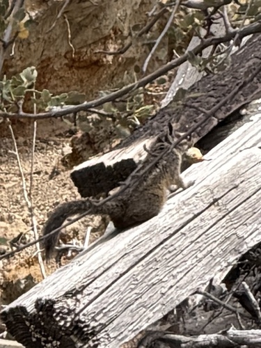 California Chipmunk observed by wiley1