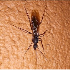Camponotus