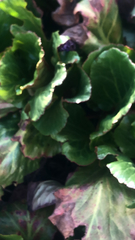 Bergenia