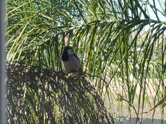 Passer domesticus