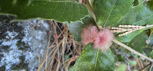 iNaturalist observation photo of Oak Gall Wasps