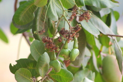 Anacardium