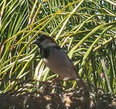 Passer domesticus