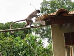 Saguinus imperator imperator