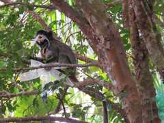Saguinus imperator imperator