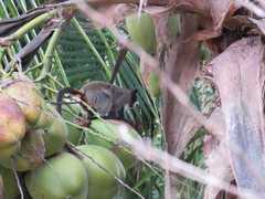 Saguinus imperator imperator