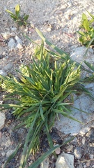 Sclerochloa dura