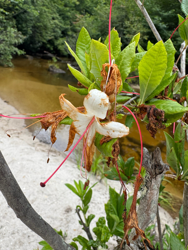 Rhododendron arborescens, photograph 6