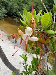 Rhododendron arborescens, photograph (c) Shelby Lyn Sanders, some rights reserved (CC BY)