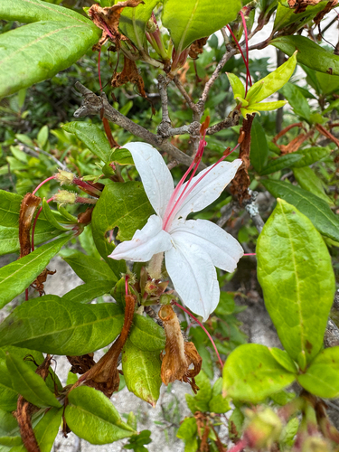 Rhododendron arborescens, photograph 5