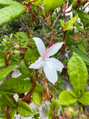 Rhododendron arborescens, photograph (c) Shelby Lyn Sanders, some rights reserved (CC BY)