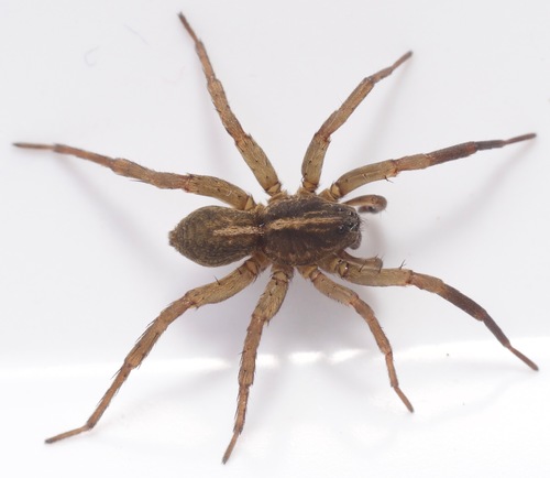 Ground wolf spider