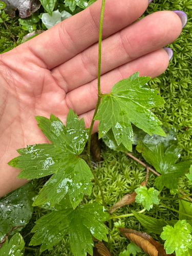 Boykinia aconitifolia, photograph 2