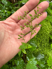 Boykinia aconitifolia