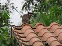 Saguinus imperator imperator