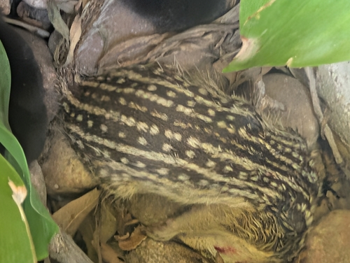 Thirteen-lined Ground Squirrel