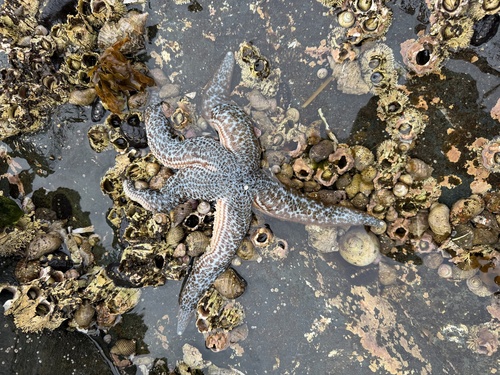 Mottled Star