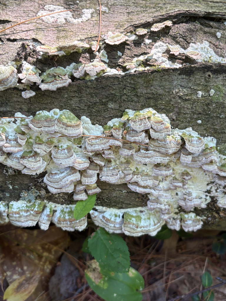 violet-toothed polypore · July 2026 · photo: Photo: (c) delognut, some rights reserved (CC BY) · iNaturalist
