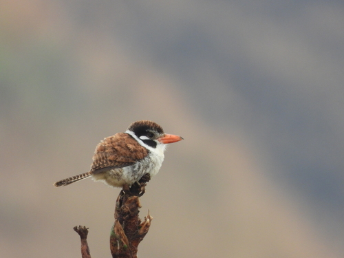 White-eared Puffbird