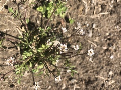 Cardamine hirsuta