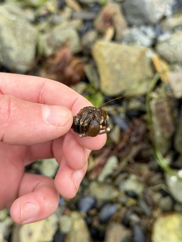 Pacific Hairy Hermit Crab