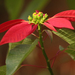 Poinsettia - Photo (c) ConsultasAmbientales, some rights reserved (CC BY-NC)