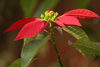 Poinsettia - Photo (c) Deyby888, some rights reserved (CC BY-NC), uploaded by Deyby888