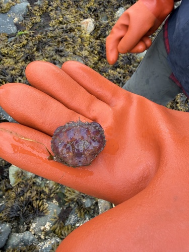 Pygmy Rock Crab