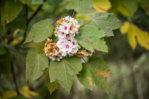 Dombeya burgessiae