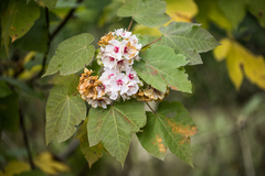 Dombeya burgessiae